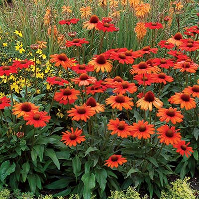 Echinacea KISMET® 'Intense Orange'