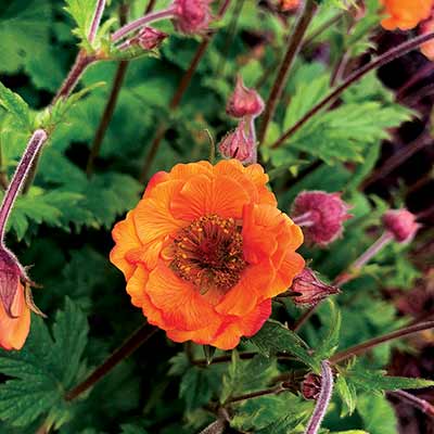 Geum TEMPO™ 'Orange'