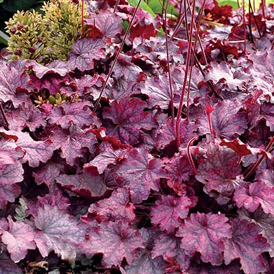 Heuchera 'Midnight Bayou'