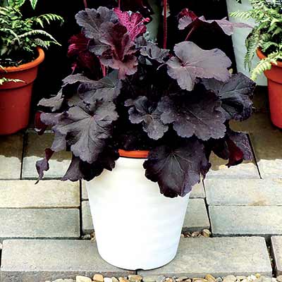 Heuchera NORTHERN EXPOSURE™ 'Black'