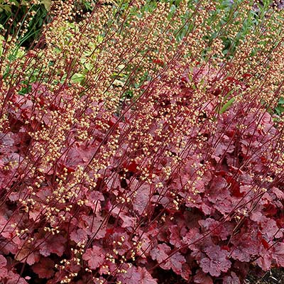 Heuchera 'Root Beer'