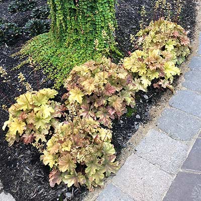 Heuchera 'Topaz Jazz'