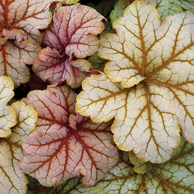 Heuchera 'Topaz Jazz'