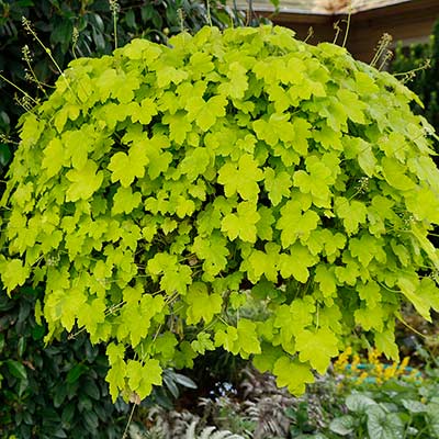 Heucherella HAPPY HOUR™ ‘Lime’