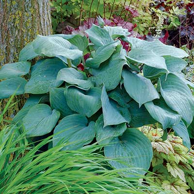 Hosta 'Aquamarine'