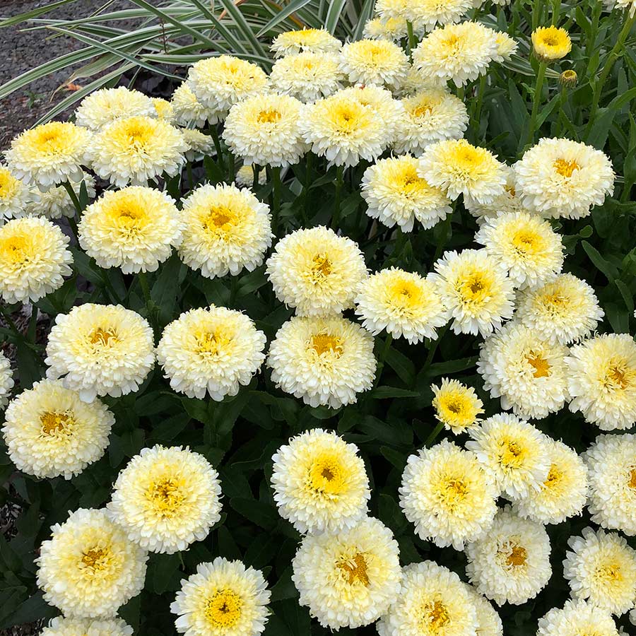 Leucanthemum 'Luna'