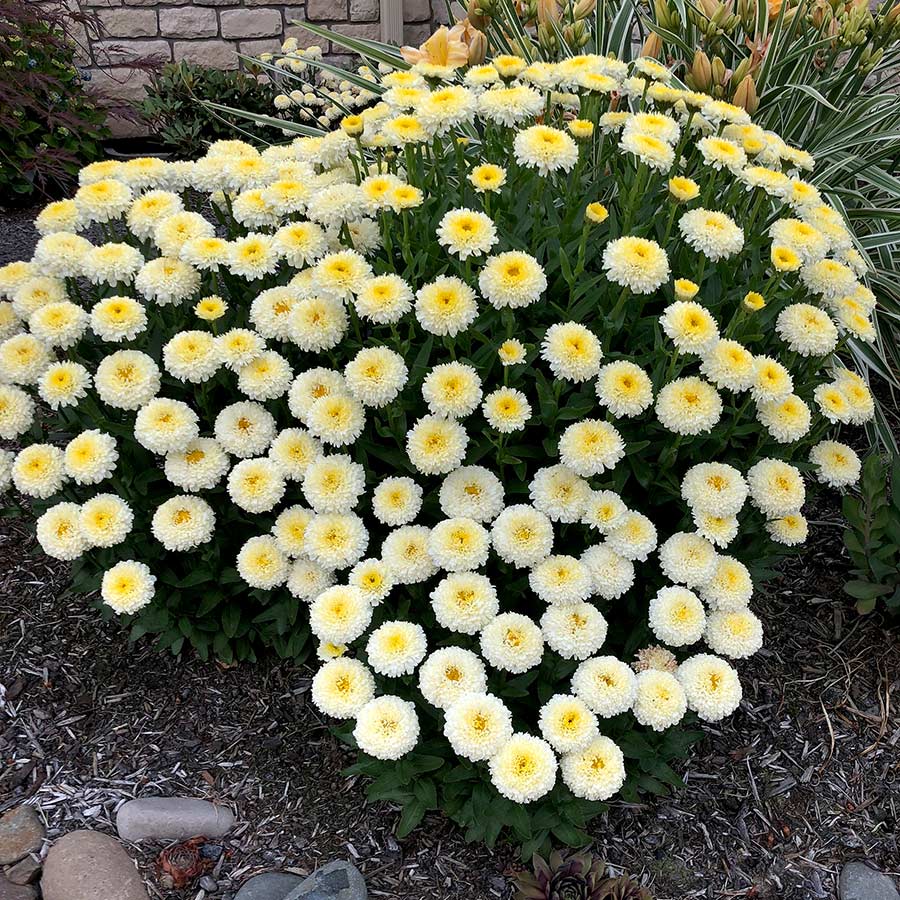 Leucanthemum 'Luna'