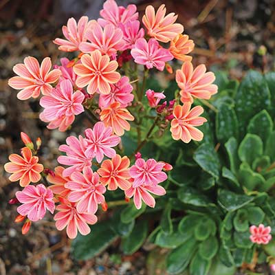 Lewisia CONSTANT™ 'Coral'