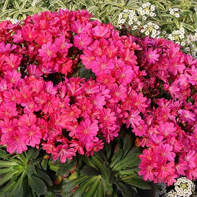 Lewisia CONSTANT™ 'Fuchsia'