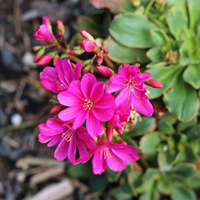 Lewisia CONSTANT™ 'Fuchsia'