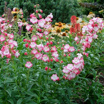 Penstemon 'Watermelon Taffy'