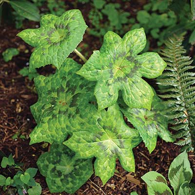 Podophyllum 'Kaleidoscope'