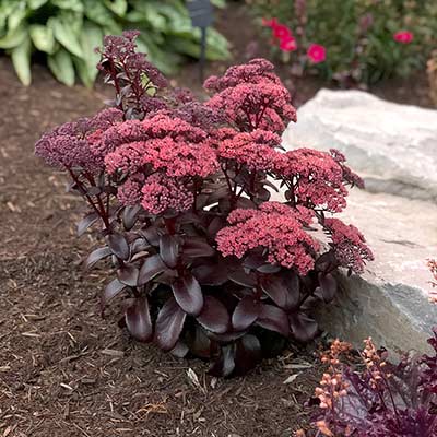 Sedum 'Dark Magic'