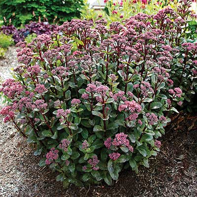 Sedum 'Double Martini'