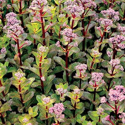 Sedum 'Double Martini'