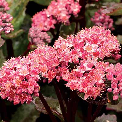 Sedum 'Double Martini'