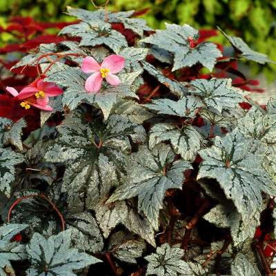 Begonia HOLIDAY™ 'New Year's Eve'