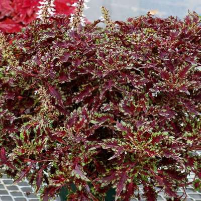 Coleus TERRA NOVA® 'Burgundy Filigree'