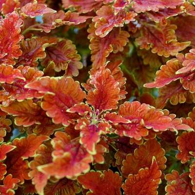 Coleus TERRA NOVA® 'Nutmeg'