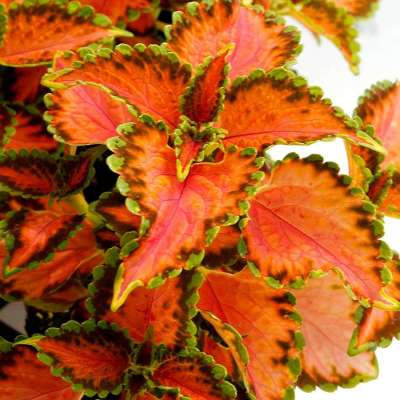 Coleus TERRA NOVA® 'Peach Julep'