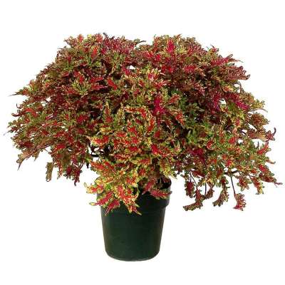 Coleus TERRA NOVA® 'Ruby Filigree'