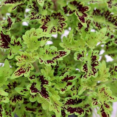 Coleus TERRA NOVA® 'Smooth Talker'