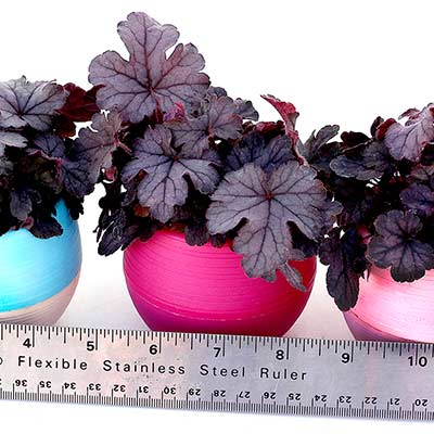 Heucherella 'Indigo Frost'