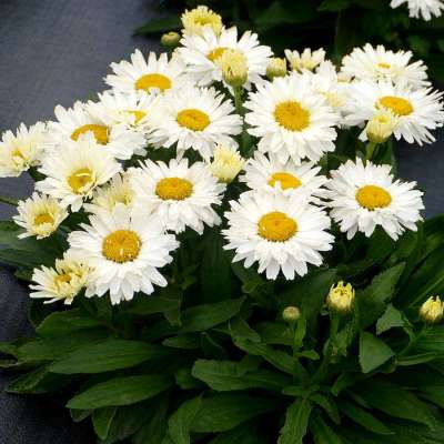 Leucanthemum 'Shortstop'