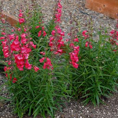 Penstemon HARLEQUIN™ 'Red'