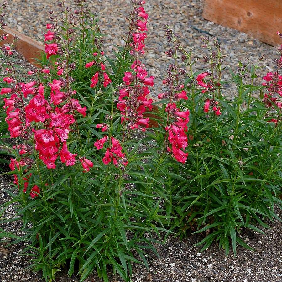 Penstemon HARLEQUIN™ 'Red'