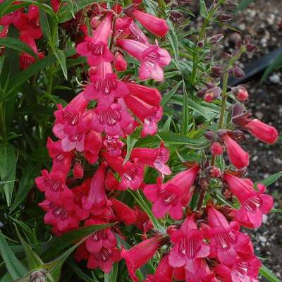 Penstemon HARLEQUIN™ 'Red'