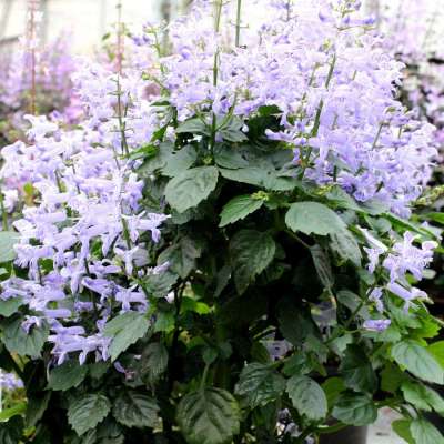 Plectranthus VELVET™ 'Idol'