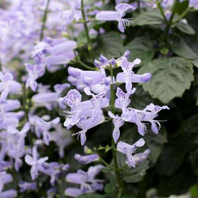 Plectranthus VELVET™ 'Idol'