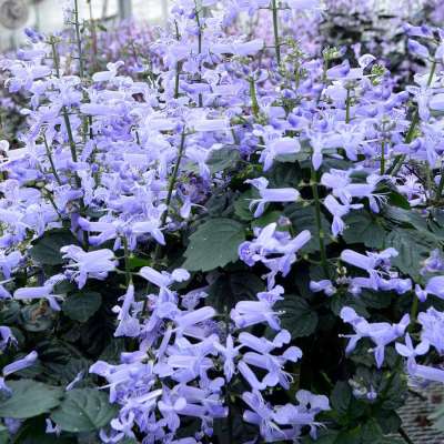 Plectranthus VELVET™ 'Idol'