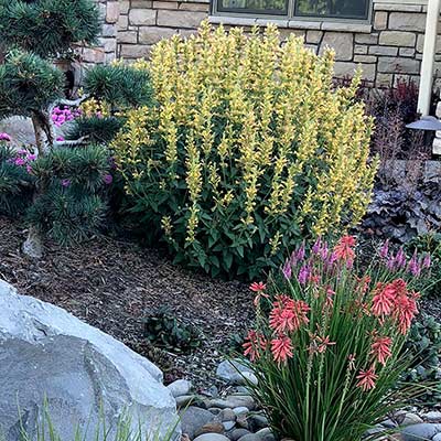 Agastache 'Kudos Yellow'