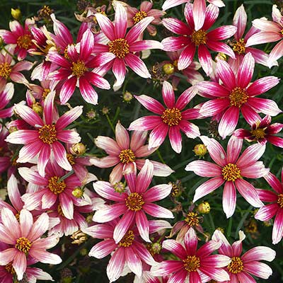 Coreopsis SUNSTAR™ 'Rose'