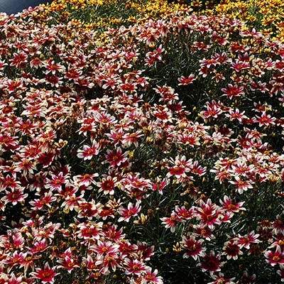 Coreopsis SUNSTAR™ 'Rose'