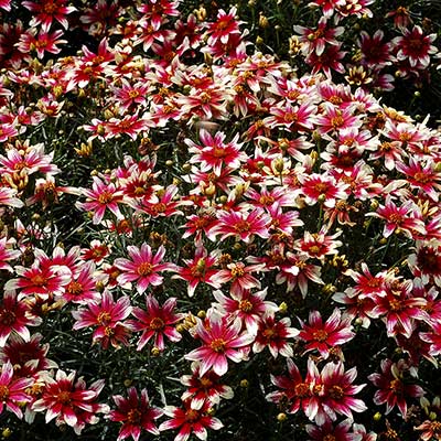 Coreopsis SUNSTAR™ 'Rose'