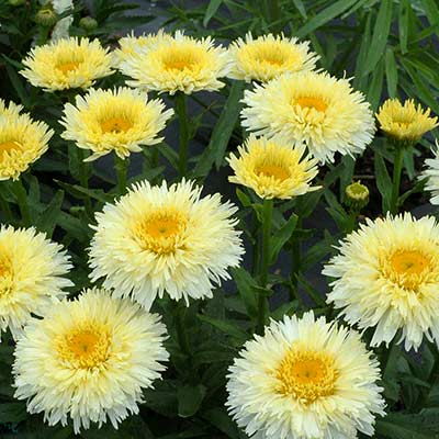 Leucanthemum 'King's Crown'