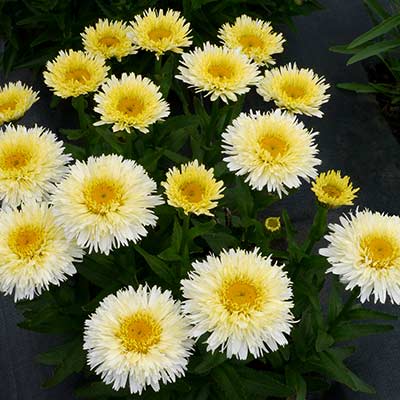 Leucanthemum 'King's Crown'