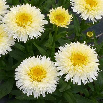 Leucanthemum 'King's Crown'