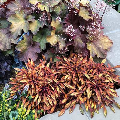 Coleus FANCY FEATHERS™ 'Copper'