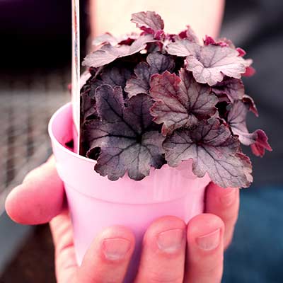 Heucherella 'Indigo Frost'