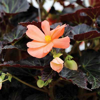 Begonia COCOA™ 'Enchanted Sunrise'