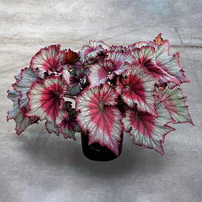 Begonia T REX® 'Stardust'