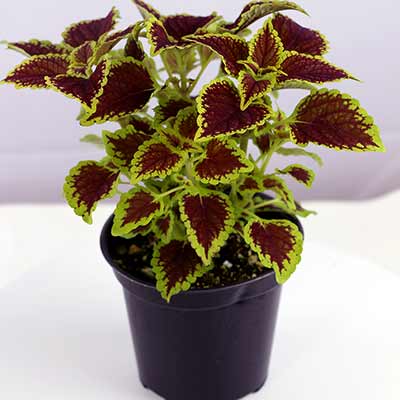 Coleus FLYING CARPET™ 'Fire Mountain'