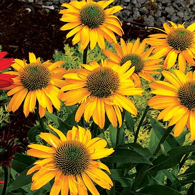 Echinacea KISMET® 'Yellow'