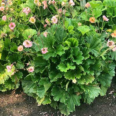 Geum PRETTICOATS™ 'Peach'