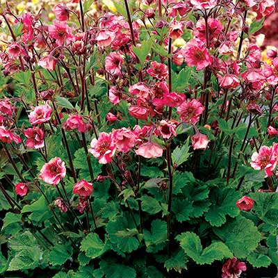 Geum TEMPO™ 'Rose'