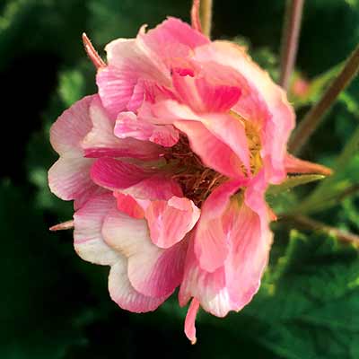 Geum TEMPO™ 'Rose'